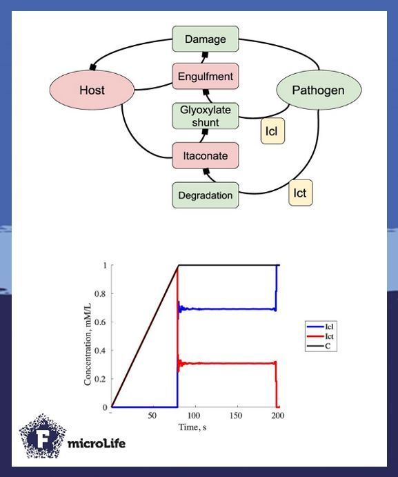 microLife (@microlifejrnl) on Twitter photo 🦠 #Paeruginosa survival inside macrophages is a major challenge. Using mathematical modeling, Dimitriew & Schuster (<a href="/UniJena/">Universität Jena</a>) unveiled how PA defends against the immune system and pinpointed potential new drug targets to combat #infections. 🔬♟️
buff.ly/XZeC64x 🦠 #Paeruginosa survival inside macrophages is a major challenge. Using mathematical modeling, Dimitriew & Schuster (<a href="/UniJena/">Universität Jena</a>) unveiled how PA defends against the immune system and pinpointed potential new drug targets to combat #infections. 🔬♟️
buff.ly/XZeC64x