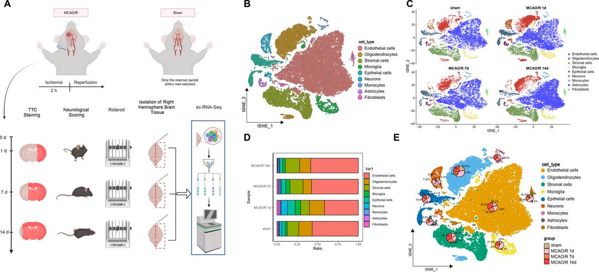 Dual regulation of Atf3 and Lonp1 as therapeutic targets in cerebral ischaemia-reperfusion injury #Atf3 #Lonp1 #CIRI 
svn.bmj.com/content/early/…