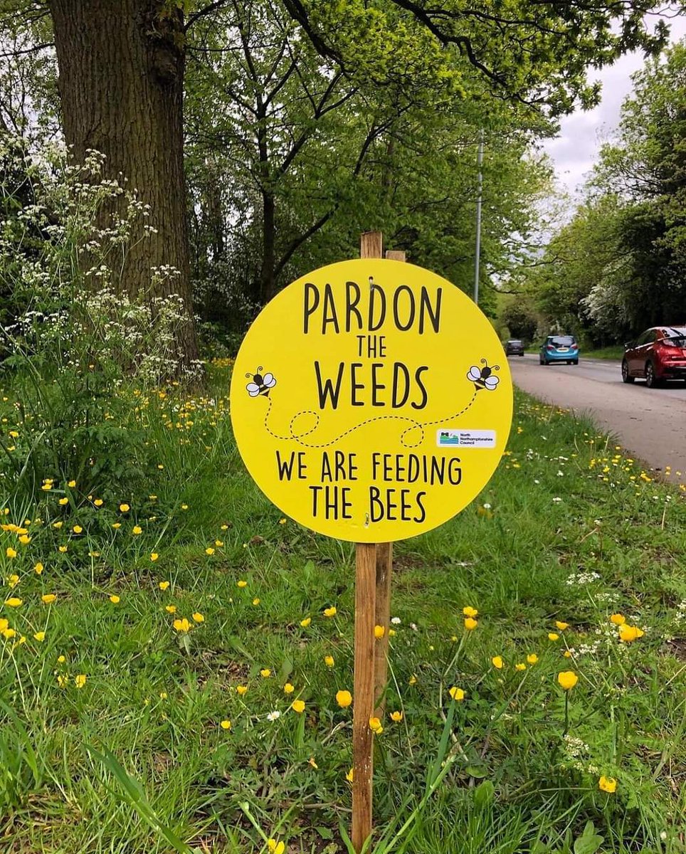 Er zijn nog steeds gemeenten die wekelijks de bermen met #paardenbloemen plat maaien! Niet doen, weg voedsel voor onder andere #wildebijen #vlinders #bijen en andere insecten