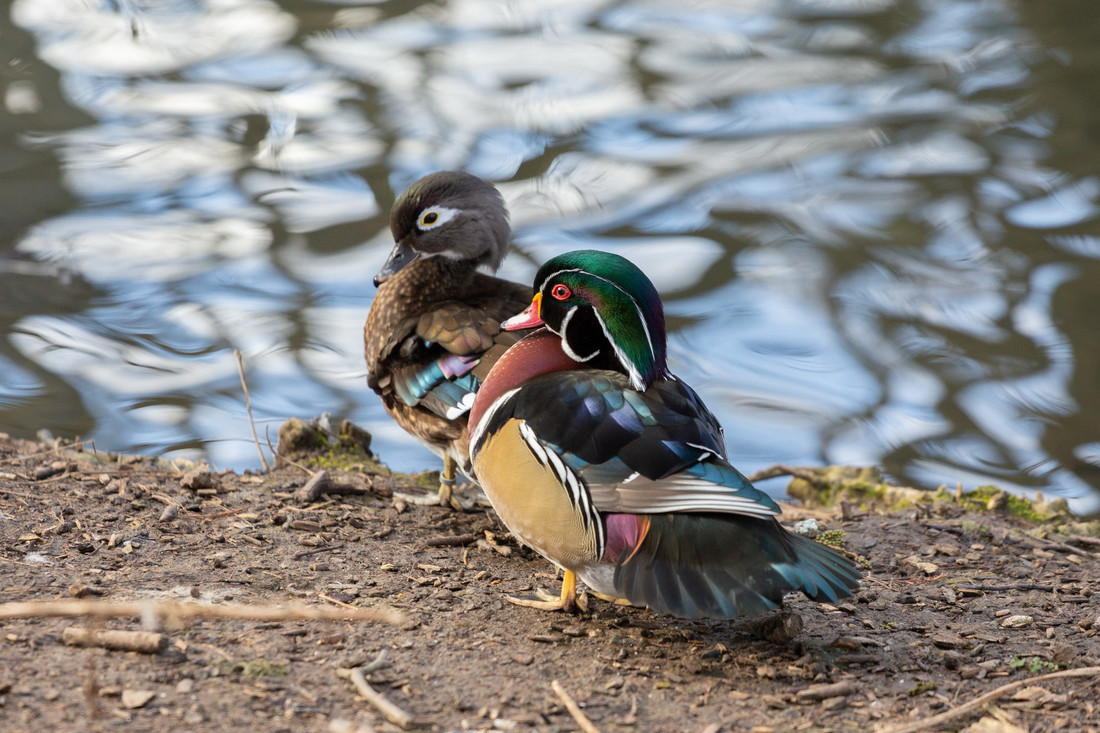 How gorgeous is this shot of a pair of American Wood Ducks at #WWTLondon? 

This species is a Perching duck, which means it typically inhabits wet woodlands, nests in holes in trees and perches on branches.

📷: Simon Murrell / WWT

#VisitLondon #Birds