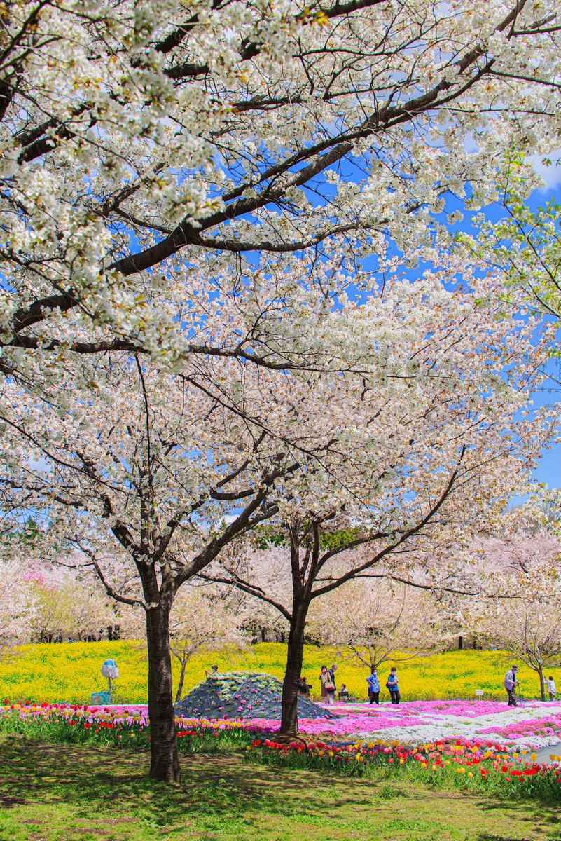 akaginokakashi's tweet photo. 【赤城南麓 我が町自慢のサクラ情報】

#赤城南面千本桜 今日の様子です。

桜並木のソメイヨシノは散り始めていて、昨日からの強風で飛ばされてしまったみたい。
そよ風の桜吹雪を見たかったんですけど・・・残念！

でも、オオシマザクラやベニユタカなどが満開です！！

撮影日　　2025年4月16日 https://t.co/aI54BZ6OVD