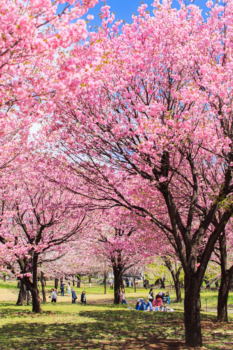 akaginokakashi's tweet photo. 【赤城南麓 我が町自慢のサクラ情報】

#赤城南面千本桜 今日の様子です。

桜並木のソメイヨシノは散り始めていて、昨日からの強風で飛ばされてしまったみたい。
そよ風の桜吹雪を見たかったんですけど・・・残念！

でも、オオシマザクラやベニユタカなどが満開です！！

撮影日　　2025年4月16日 https://t.co/aI54BZ6OVD