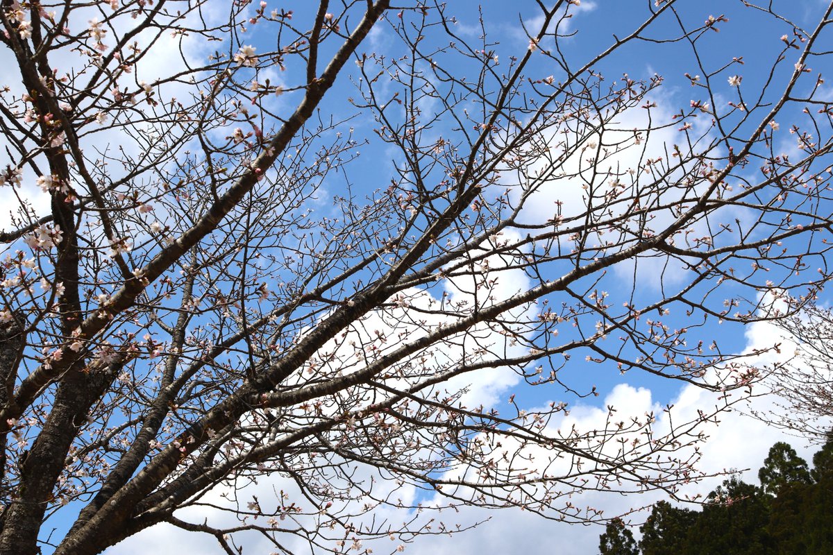 ikeda8060's tweet photo. 池田の桜はもう終わりましたか？と聞かれますが
安心してください！これからです！😂
写真1.2）かずら橋：つぼみ
写真3.4）ツリーピクニックアドベンチャーいけだ：一分咲き https://t.co/LngV4eGTHJ