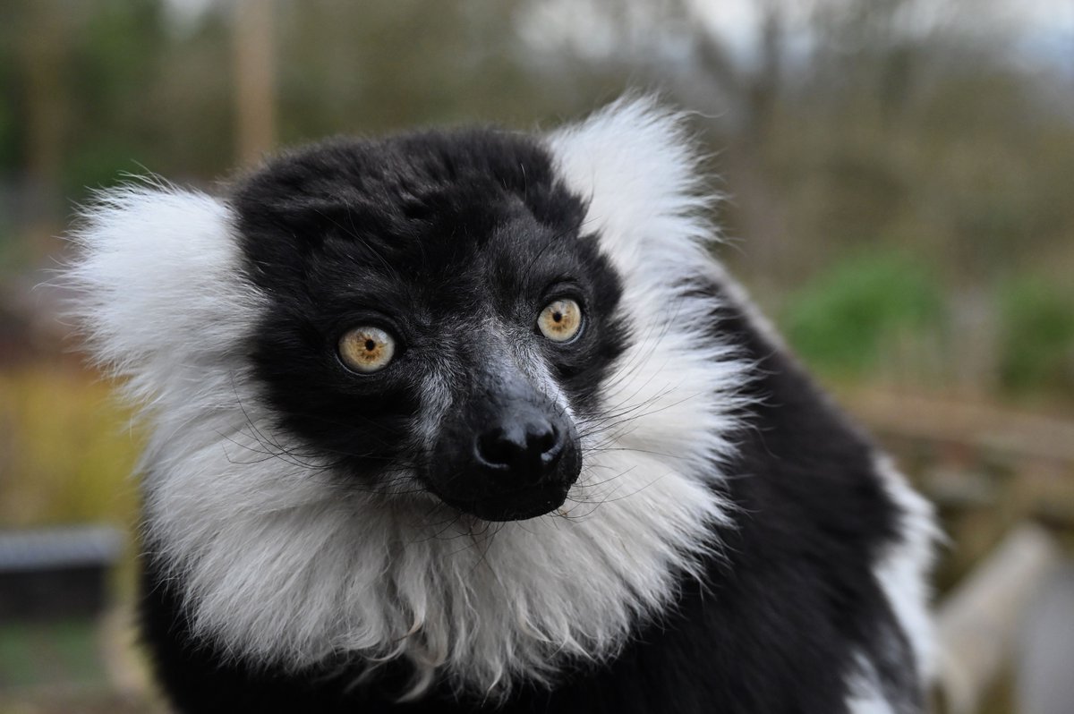 Would you like to learn more about the conservation projects we support here at DZC? 
Then why not join us for a two hour guided afterhours walk and talk. 

The events take place on May 20 &amp; June 18. 

Find out more &amp; book tickets here: dudleyzoo.org.uk/conservation-w…