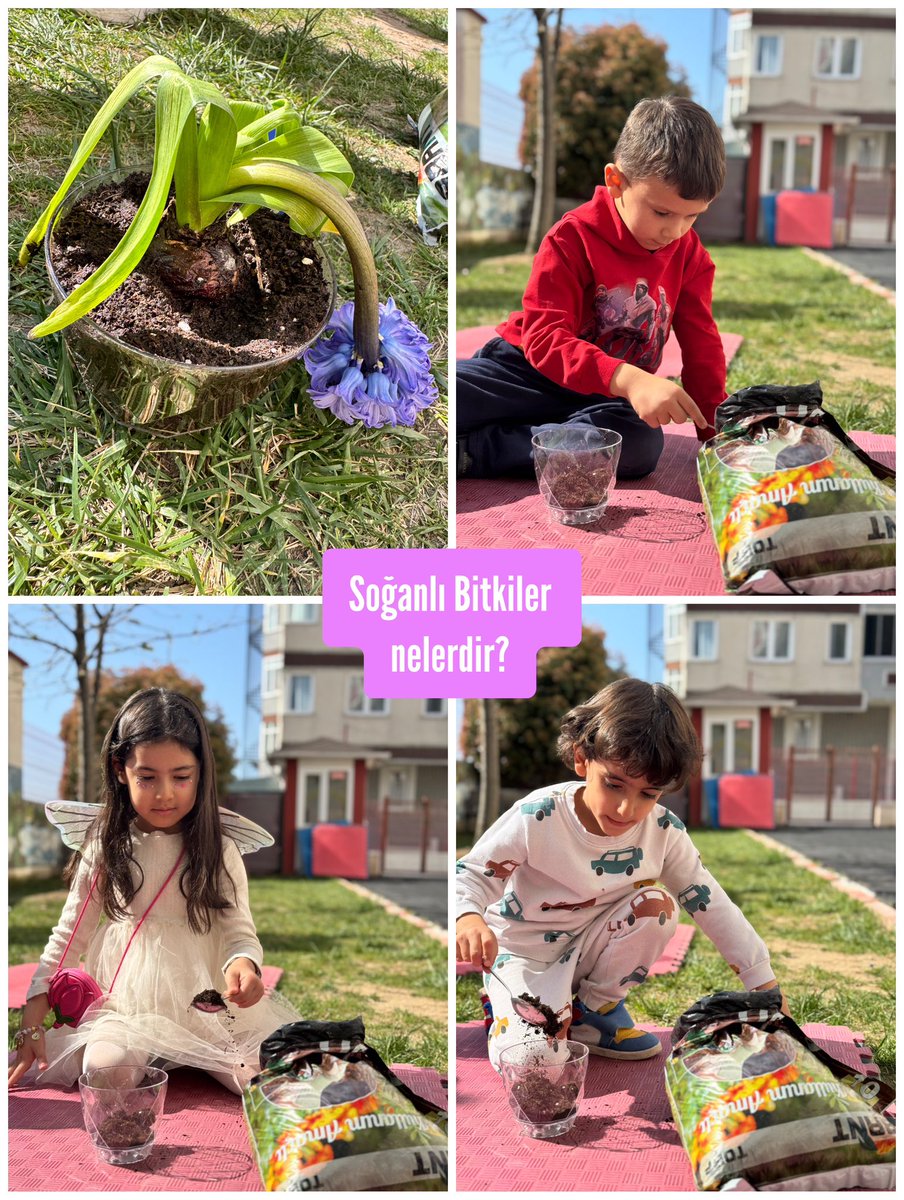 “Dünya Benim Evim” de bu hafta ki konumuz “Soğanlı Bitkiler” 🪴 🌎 <a href="/omerfarukozer/">ömer faruk özer</a> <a href="/isilkumyol/">Işıl Kumyol</a> <a href="/corlubk/">BK Çorlu Kampüsü</a>