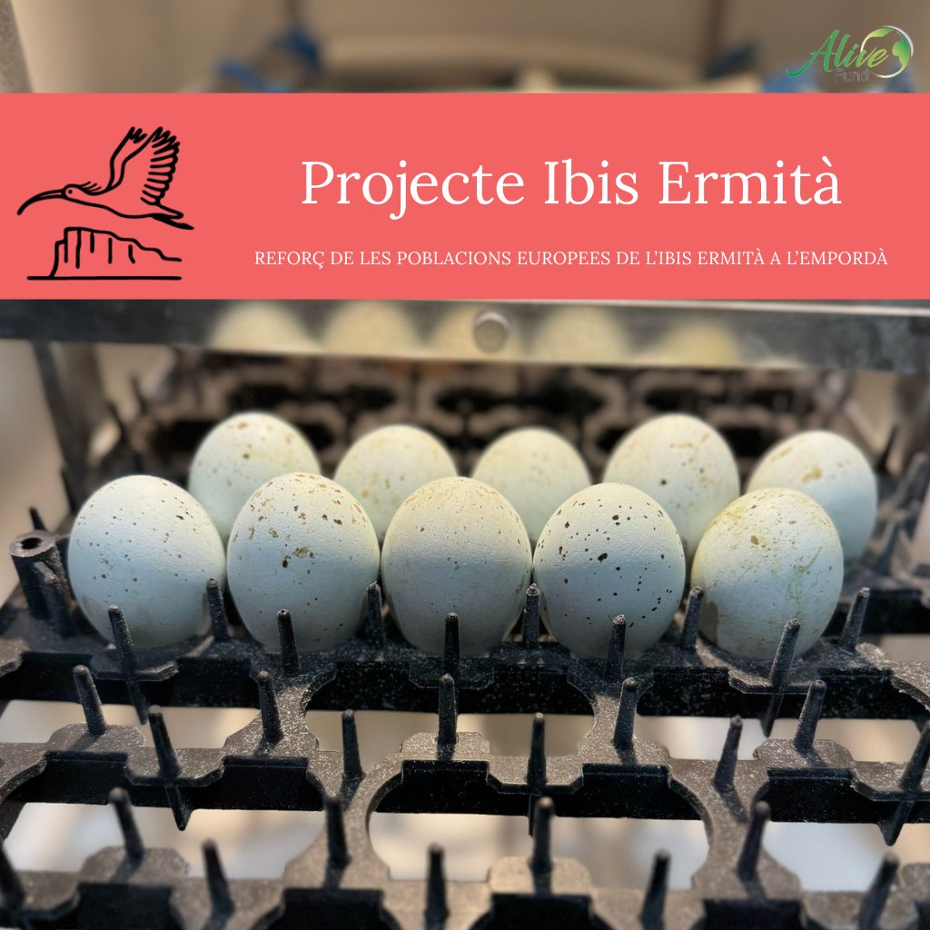 🥚✨ Nous inicis!

🌍🕊️Aquests ous tan especials són d’ibis ermità, espècie en perill d'extinció.

📝Formen part del Projecte Ibis Ermità, impulsat des de Fundació Alive.

Ara comença una nova aventura... I no podem estar més emocionats! 😍