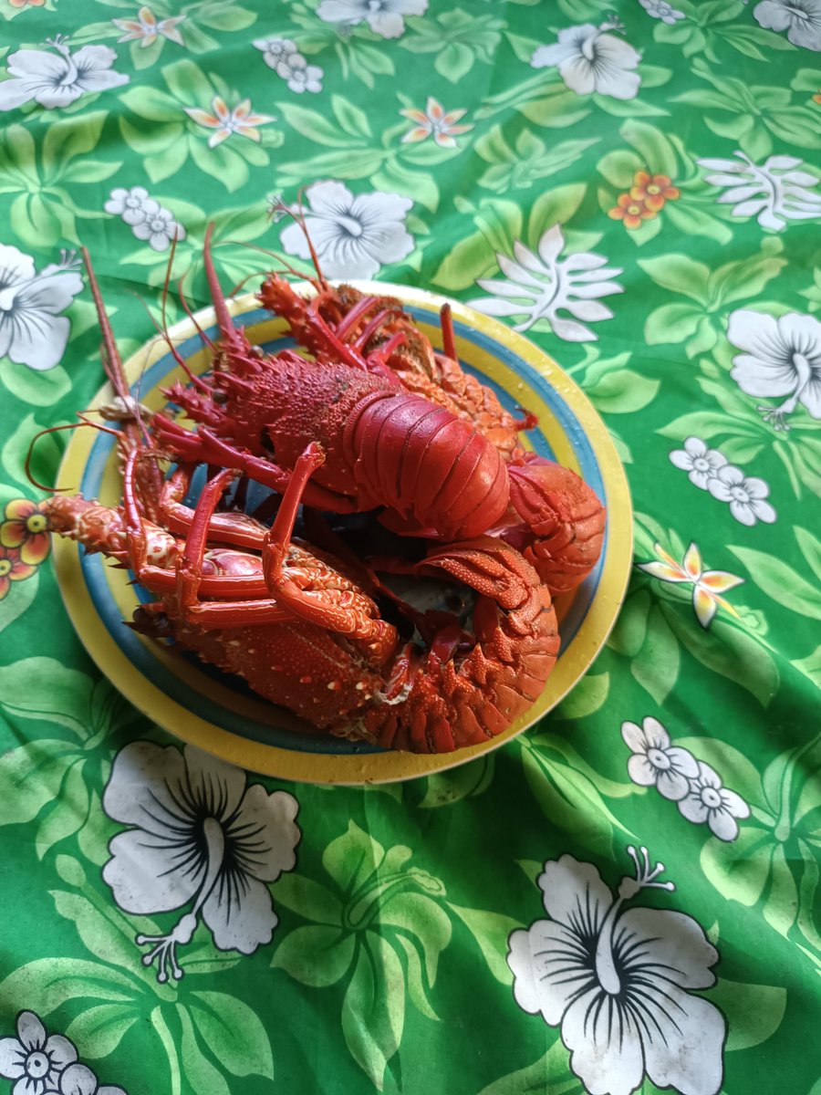 Remember the urau (lobster 🦞)$100 to $250 range during Christmas last year??? Fark.... 💔 🥹
In the village it's FKN free. Just buy the fuel for diving and someone will get you some urau ...... 😀😂❤️❤️💯
Urau and miji...lekka! 😀😂
