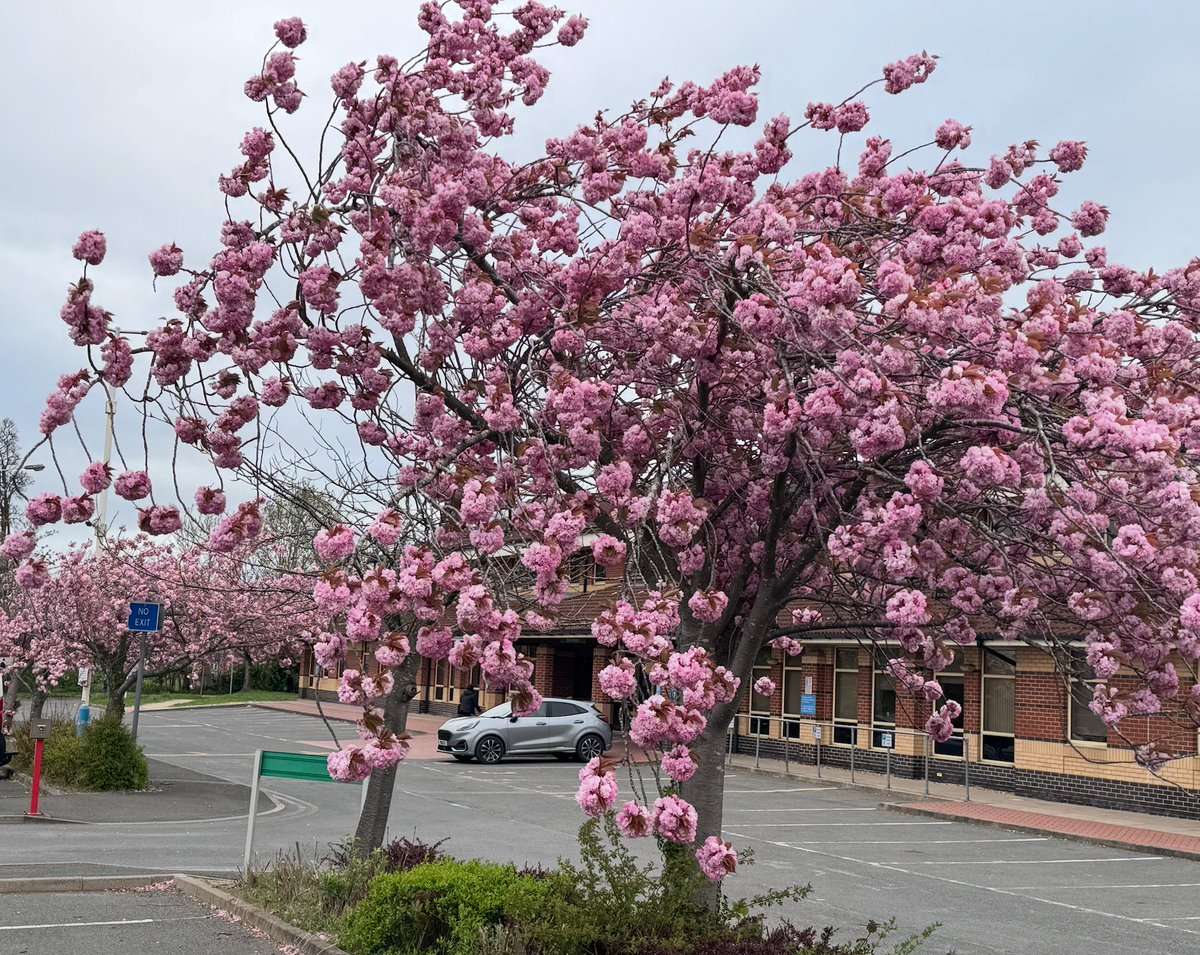 Prof Kamlesh Khunti (@kamleshkhunti) on Twitter photo Beautiful Cherry Blossom Trees
This is not Japan
This is sunny Leicester 😜
<a href="/Leic_hospital/">Leicester's Hospitals</a> <a href="/LDC_tweets/">🌱Leicester Diabetes</a> Beautiful Cherry Blossom Trees
This is not Japan
This is sunny Leicester 😜
<a href="/Leic_hospital/">Leicester's Hospitals</a> <a href="/LDC_tweets/">🌱Leicester Diabetes</a>