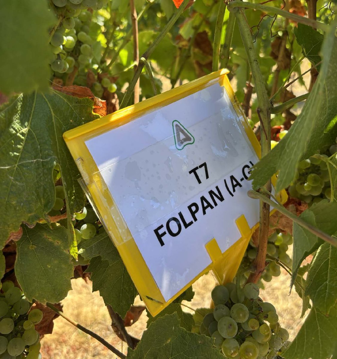 Something new is coming to the Australian wine grape growing industry...

Folpan 800 WG* will have a long application window adding flexibility to your disease prevention program
*Registration expected May 2025

#folpan #adama

1 / 1