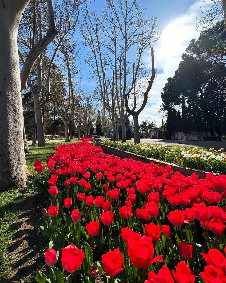 ZaragozaTurismo's tweet photo. Esta Semana Santa, aprovecha de darte una vuelta por el Parque José Antonio Labordeta 🌳​

Déjate enamorar por los vivos colores de las flores, contempla el resurgir de la vida tras el invierno y recorre la Ruta de los Tulipanes de #Zaragoza 🌷​

📸 IG paolala46

#ZGZtequiere https://t.co/B9uOaPp9tc