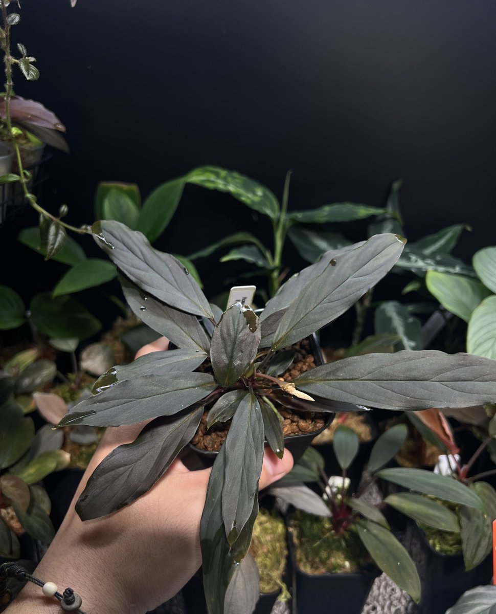 しょうた tweet media