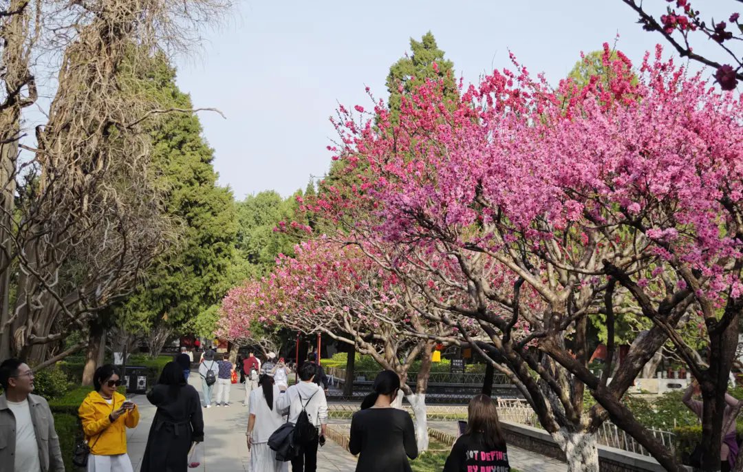 AmazingTaian's tweet photo. 🌸🌸In #April, the gentle spring breeze brings cherry blossoms to Daimiao Temple at the foot of #TaishanMountain.
Layers of pink and white petals adorn it, creating a romantic springtime. Don't miss it💃💃! #TourTaian #SpringTourChina https://t.co/D2HZclYPg4