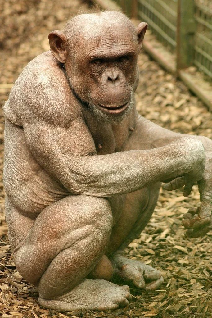 The terrifying beauty of wildlife.🧵

A Thread Not for the soft-hearted ⚠️
