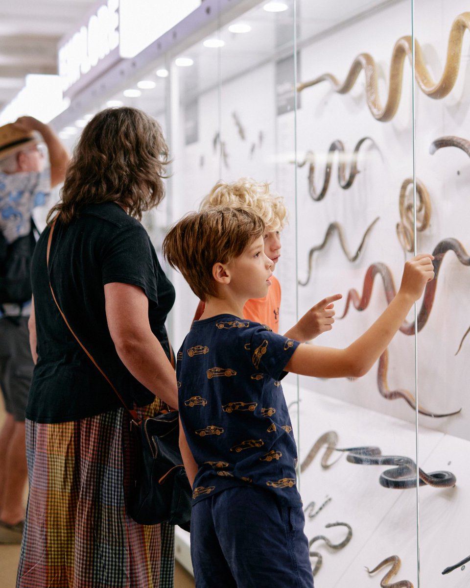 Queensland Museum Kurilpa tweet media