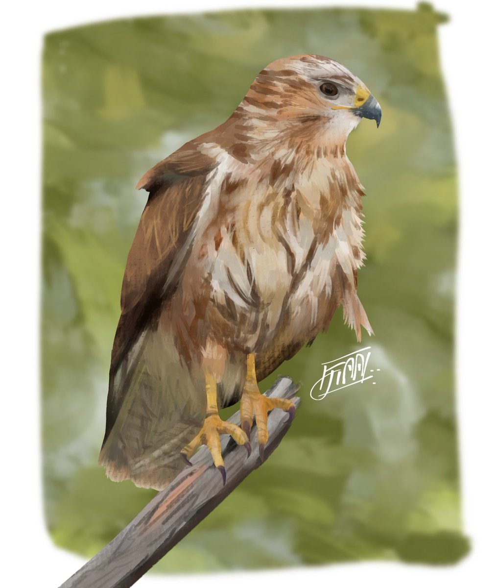 _AALUKO's tweet image. Painted some kind of hawk?