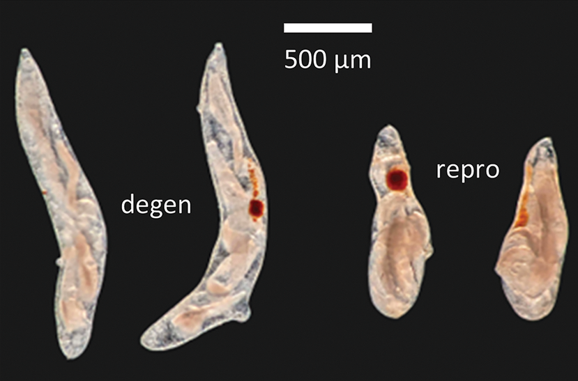 Digenean flukes have life cycles that alternate between sexual and asexual reproduction. 
This study quantifies the lifespans of fluke asexual stages (parthenitae) and the rate at which they age, die and are replaced in the snail first intermediate host. 
cambridge.org/core/journals/…