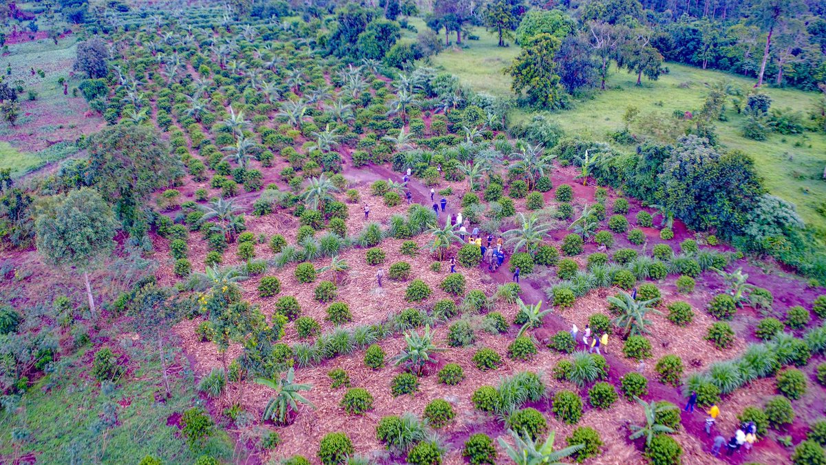 Judith Nabakooba (@judithnabakoob1) on Twitter photo We are blessed to be hosting our Great Leader HE <a href="/KagutaMuseveni/">Yoweri K Museveni</a> in our area of Greater Mubende. With regard to deepening his vision of land equity and tenure for all. I am happy to report that government has completed compensating absentee landlords for Kabulubutu land in We are blessed to be hosting our Great Leader HE <a href="/KagutaMuseveni/">Yoweri K Museveni</a> in our area of Greater Mubende. With regard to deepening his vision of land equity and tenure for all. I am happy to report that government has completed compensating absentee landlords for Kabulubutu land in