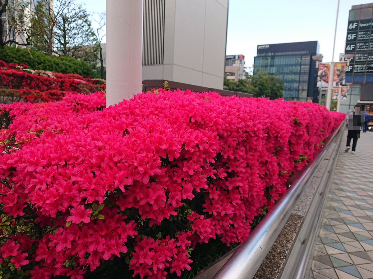 mysterysnack1's tweet image. 3rd week of April #TokyoDomeCity

The famous azalea spots in Tokyo are Rikugien and NezuJinja, both in Bunkyo Ward, but the azaleas at TDC, home to entertainment facilities, should not be underestimated. The beautifully trimmed azaleas bloom all at once.

#beautifulplantsinTokyo
