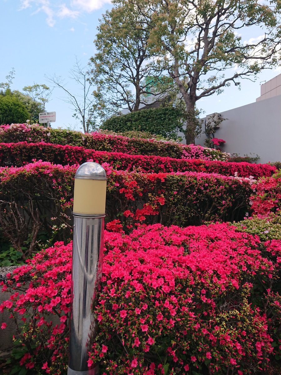mysterysnack1's tweet image. 3rd week of April #TokyoDomeCity

The famous azalea spots in Tokyo are Rikugien and NezuJinja, both in Bunkyo Ward, but the azaleas at TDC, home to entertainment facilities, should not be underestimated. The beautifully trimmed azaleas bloom all at once.

#beautifulplantsinTokyo