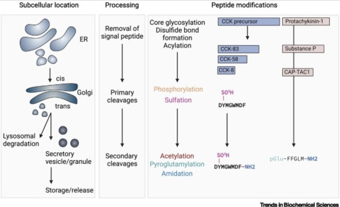 SvenssonLab (@svenssonlab) on Twitter photo Sharing our latest review on peptide hormones by Laetitia Coassolo <a href="/Laeti67202/">Laetitia Voilquin-Coassolo</a> and Amanda Wiggenhorn <a href="/AmandaWigg_/">Amanda Wiggenhorn</a> in Trends in Biochemical Sciences
<a href="/TrendsBiochem/">Trends in Biochemical Sciences</a> <a href="/StanfordPath/">Stanford Pathology</a>
Free full text: sciencedirect.com/science/articl… Sharing our latest review on peptide hormones by Laetitia Coassolo <a href="/Laeti67202/">Laetitia Voilquin-Coassolo</a> and Amanda Wiggenhorn <a href="/AmandaWigg_/">Amanda Wiggenhorn</a> in Trends in Biochemical Sciences
<a href="/TrendsBiochem/">Trends in Biochemical Sciences</a> <a href="/StanfordPath/">Stanford Pathology</a>
Free full text: sciencedirect.com/science/articl…
