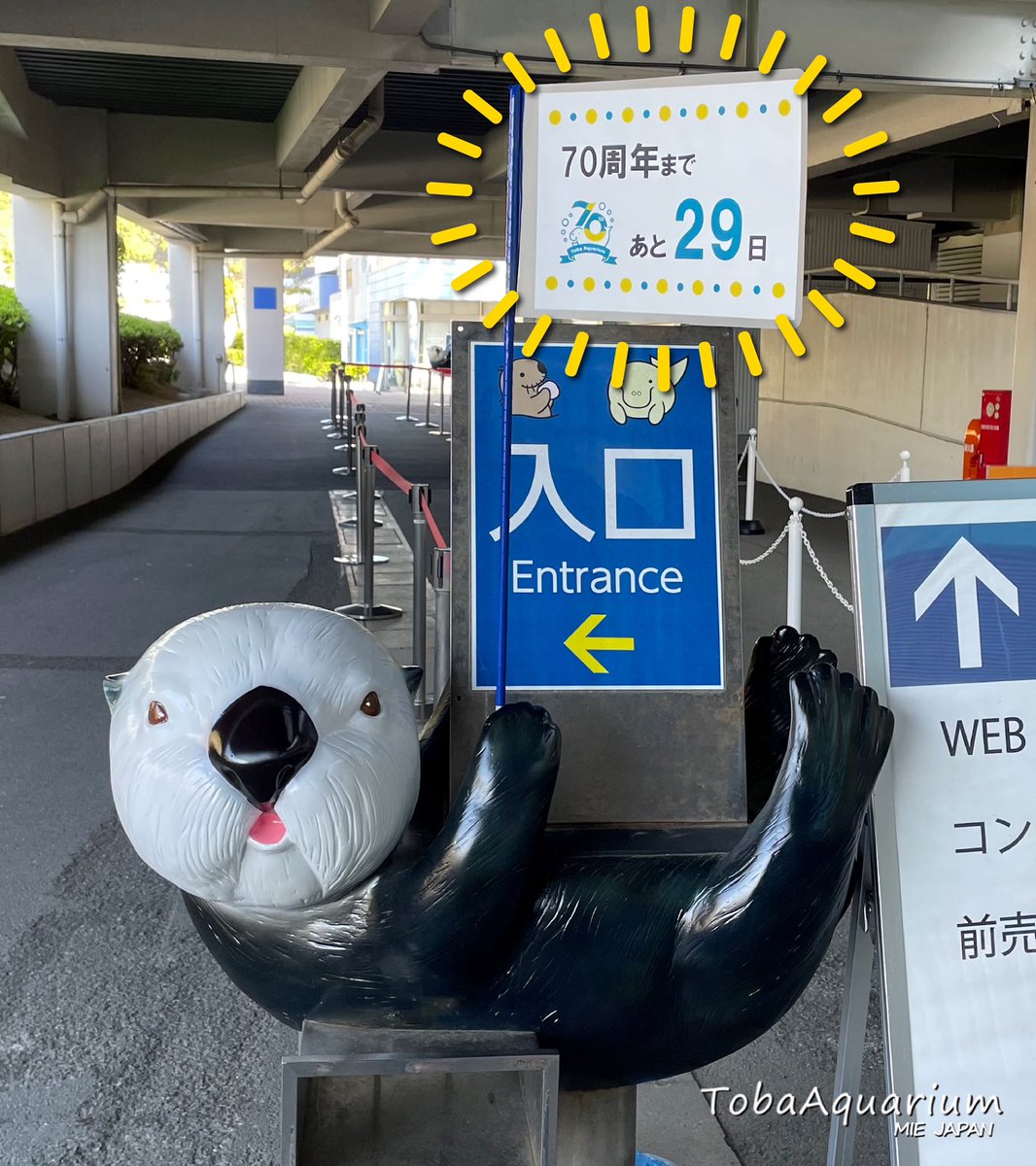 鳥羽水族館 開館70周年まであと「29日」✨ 今日は入館ゲート前のラッコ