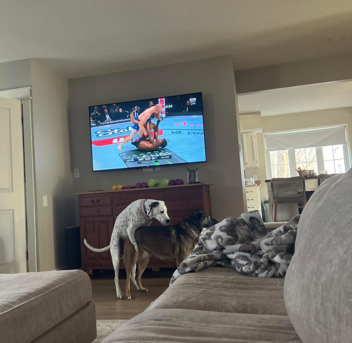 I think my dogs have better grappling