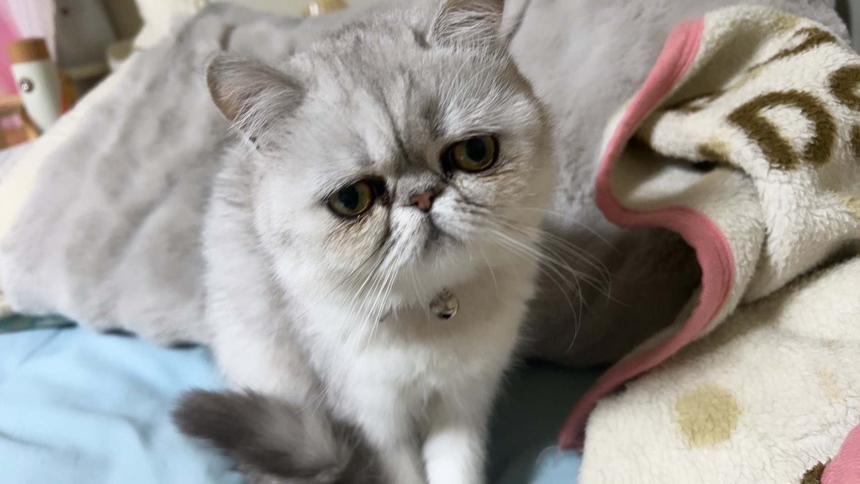⭐︎雪丸様専用ページ⭐︎のびねこ9種