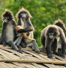 SandhiyaChandan's tweet photo. 🌿 Hidden in the heart of Tripura, Sepahijala Wildlife Sanctuary is a paradise for wildlife lovers!
Spotted here: adorable Dusky Leaf Monkeys 🐵 with their golden babies! 💛#SepahijalaSanctuary #TripuraWildlife #DuskyLeafMonkey #NatureLovers #NortheastIndia https://t.co/cxS9XR8d6L