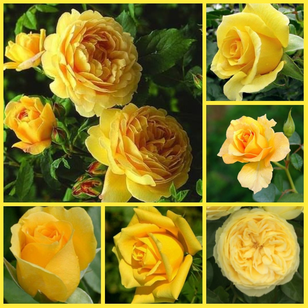 SophieRaccoons's tweet image. Have a cheerful, bright, and happy #RoseWednesday 💛🌹💛 #Flowers #roses #love #friendship #Happiness 💛🌹💛