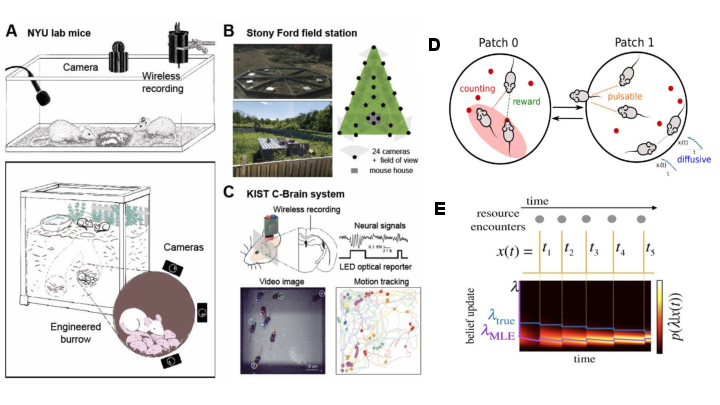 Ahmed El Hady (@zamakany) on Twitter photo Please share around this Job ad :
Are you excited about foraging ? do you want to analyse multidimensional large scale behavioural, metabolic and neural data ? I have a job opening for you :D
I have an opening for a postdoc in my <a href="/IntBioPhysics/">Integrative Biophysics Group</a> group. The Postdoc will be Please share around this Job ad :
Are you excited about foraging ? do you want to analyse multidimensional large scale behavioural, metabolic and neural data ? I have a job opening for you :D
I have an opening for a postdoc in my <a href="/IntBioPhysics/">Integrative Biophysics Group</a> group. The Postdoc will be