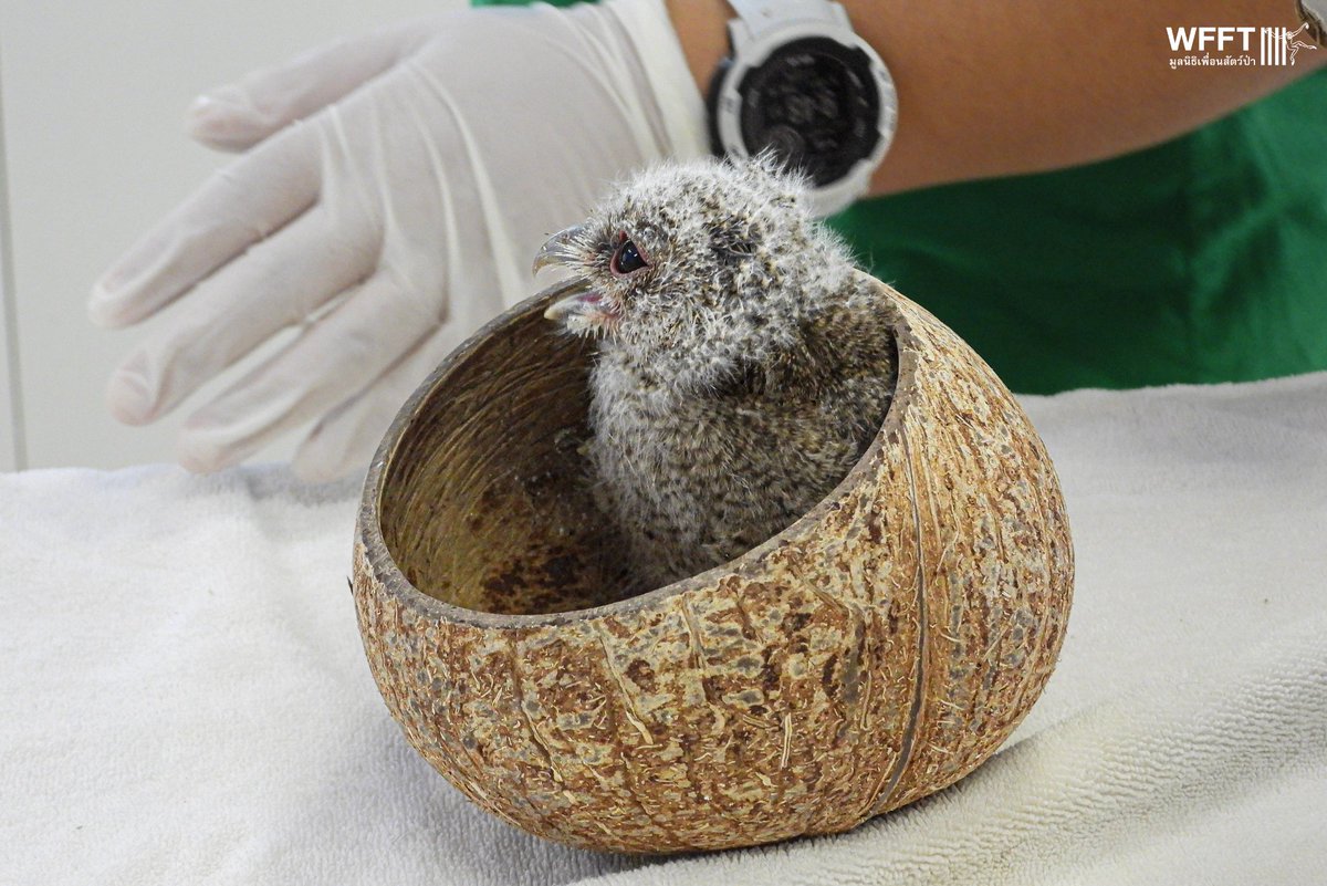 WFFThailand's tweet image. 🌟 NEW RESCUE ALERT! 🌟 Meet our tiniest arrival — a baby #CollaredScopsOwl! 🦉💛 Orphaned and found alone in a garden, this fluffball is now safe with us. We’ll raise it with care until it's ready to soar free again. 🌿✨ #WildlifeRescue #BabyOwl