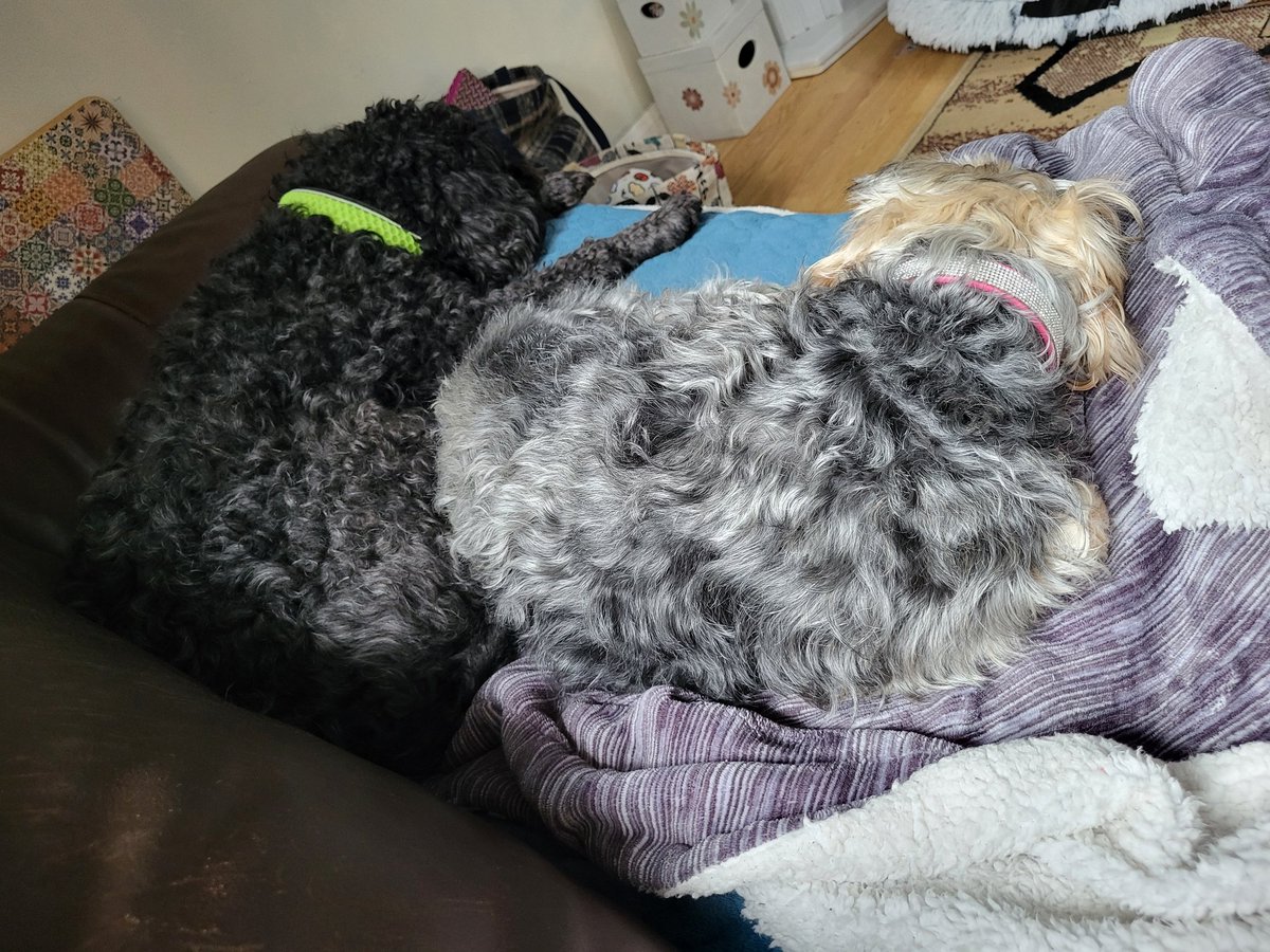 Just snoozing next to me bruvver 😍