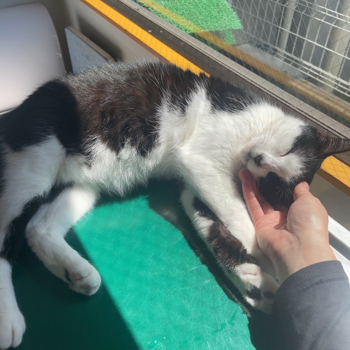 Taa_program's tweet photo. 日向ぼっこしながら、この子と過ごすのが仕事の合間の癒やし🐾最近は暖かくなってきたから、ぽかぽかで気持ちいいね☺️ https://t.co/ucvGG0jMfN