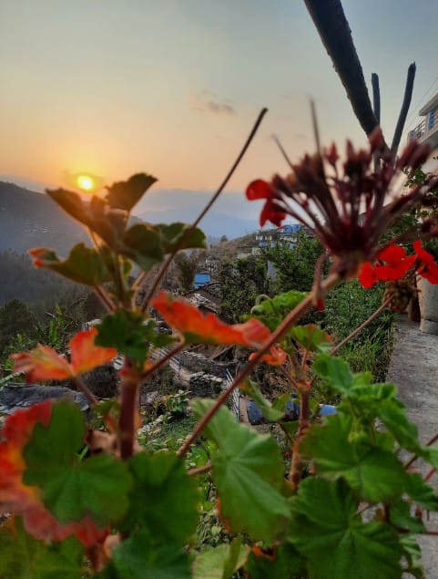 shankar1840's tweet image. 🙏 शुभ प्रभात 🌷

चौका तिरळी को फूल 🌼
#HomeGarden
#Flowers 
#Kamliya
@Rashi