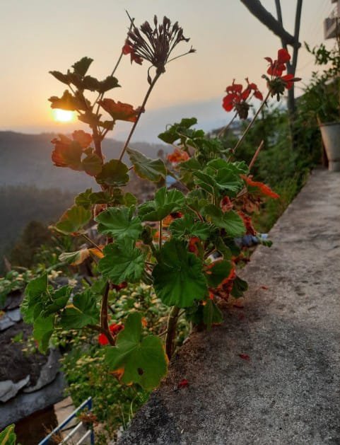 shankar1840's tweet image. 🙏 शुभ प्रभात 🌷

चौका तिरळी को फूल 🌼
#HomeGarden
#Flowers 
#Kamliya
@Rashi