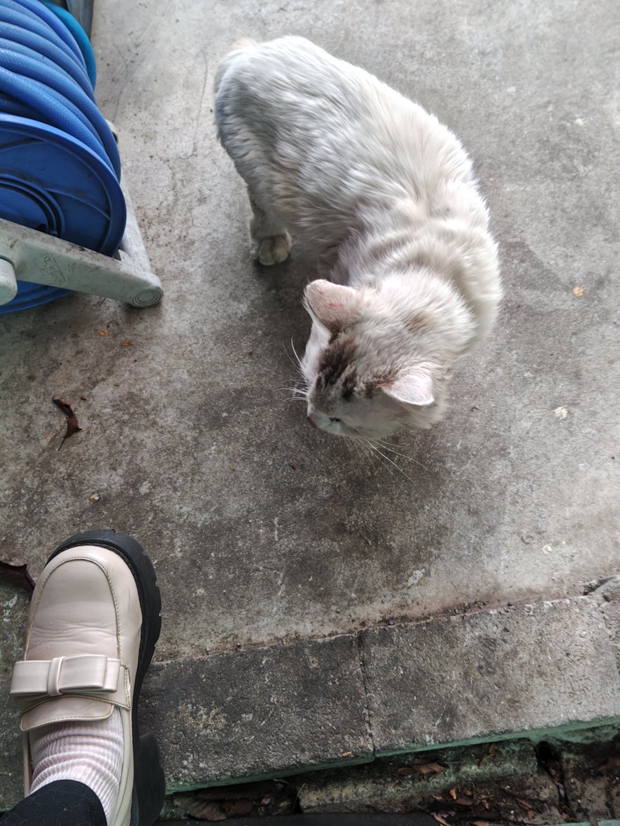 今朝から迷子猫が店に来てます。
男の子で白地に茶色毛の長毛猫です。しっぽは短めです。
ここ1週間程度ご飯にありつけず、野良猫たちにも縄張り争いで負けていたと思われ、耳と肩にキズあり。
ガリガリですが、骨はしっかりしてます。人懐っこく首輪の跡があり。
 #迷子猫  #佐賀県  #佐賀県神埼市