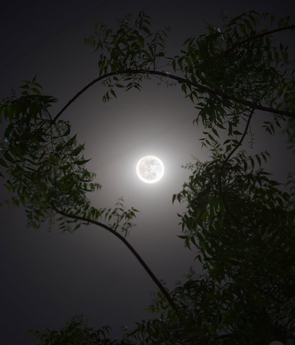 M1ONLOVER's tweet photo. Full Moon https://t.co/FbwcCi01RI