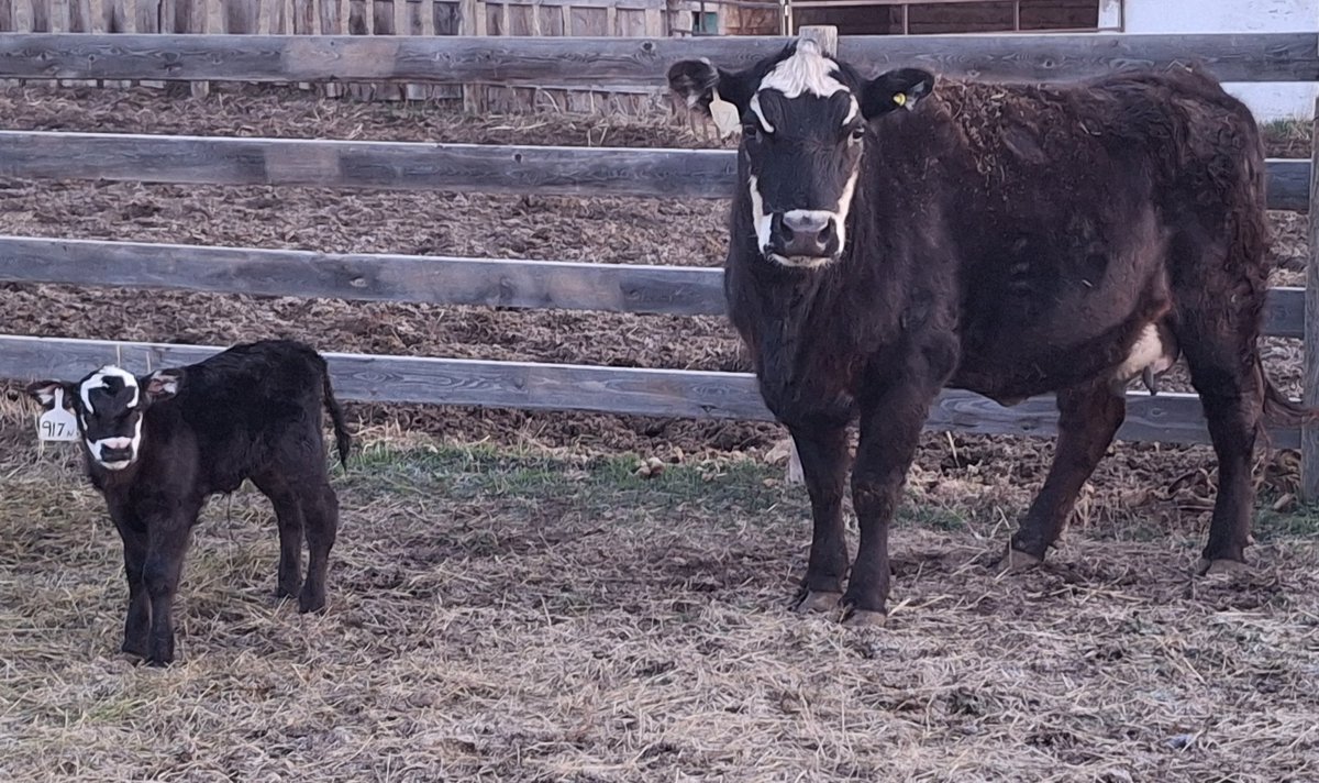 First calf from the cowherd. I'm always amazed when the face markings of dam and calf are almost identical. 👌🏼