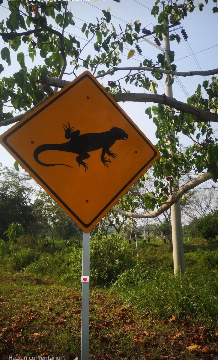 Canchila's tweet photo. @iShosholoza Ambas fotos en Barrancabermeja/ Santander 🌿🌿🌿🐍🦎❤️‍🔥❤️‍🔥❤️‍🔥💌 https://t.co/LQwJJZg3rc