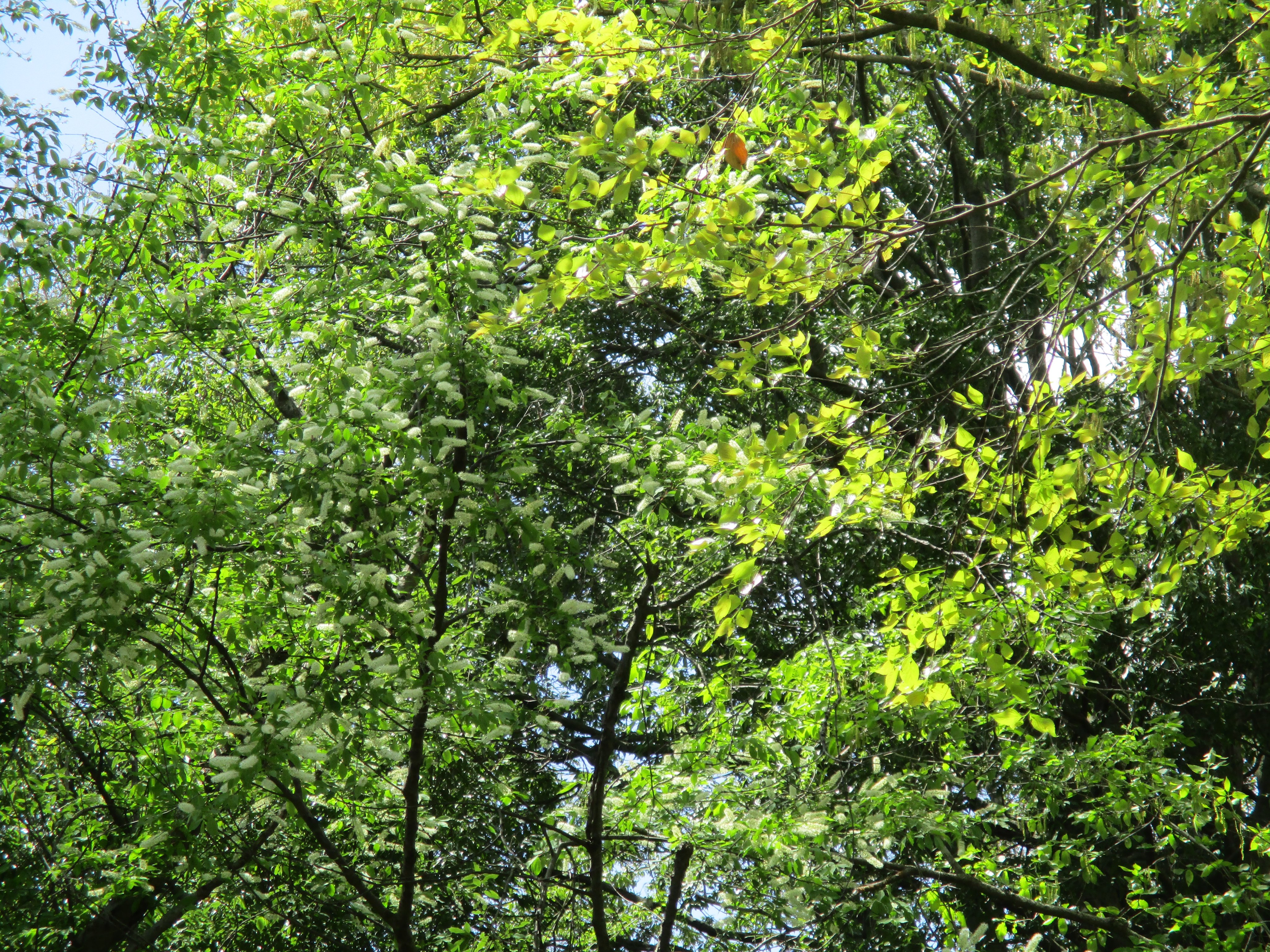 相模原公園 on X: 相模原公園 on X: