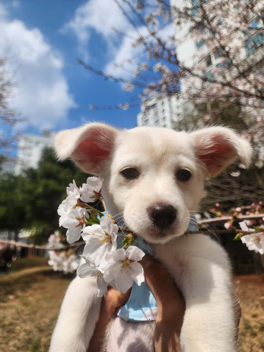 안뇽흐세요... 다들 잘 지내시나요?🥹🥹
요즘 근황은.. 애기랑 벚꽃 봣서요💘