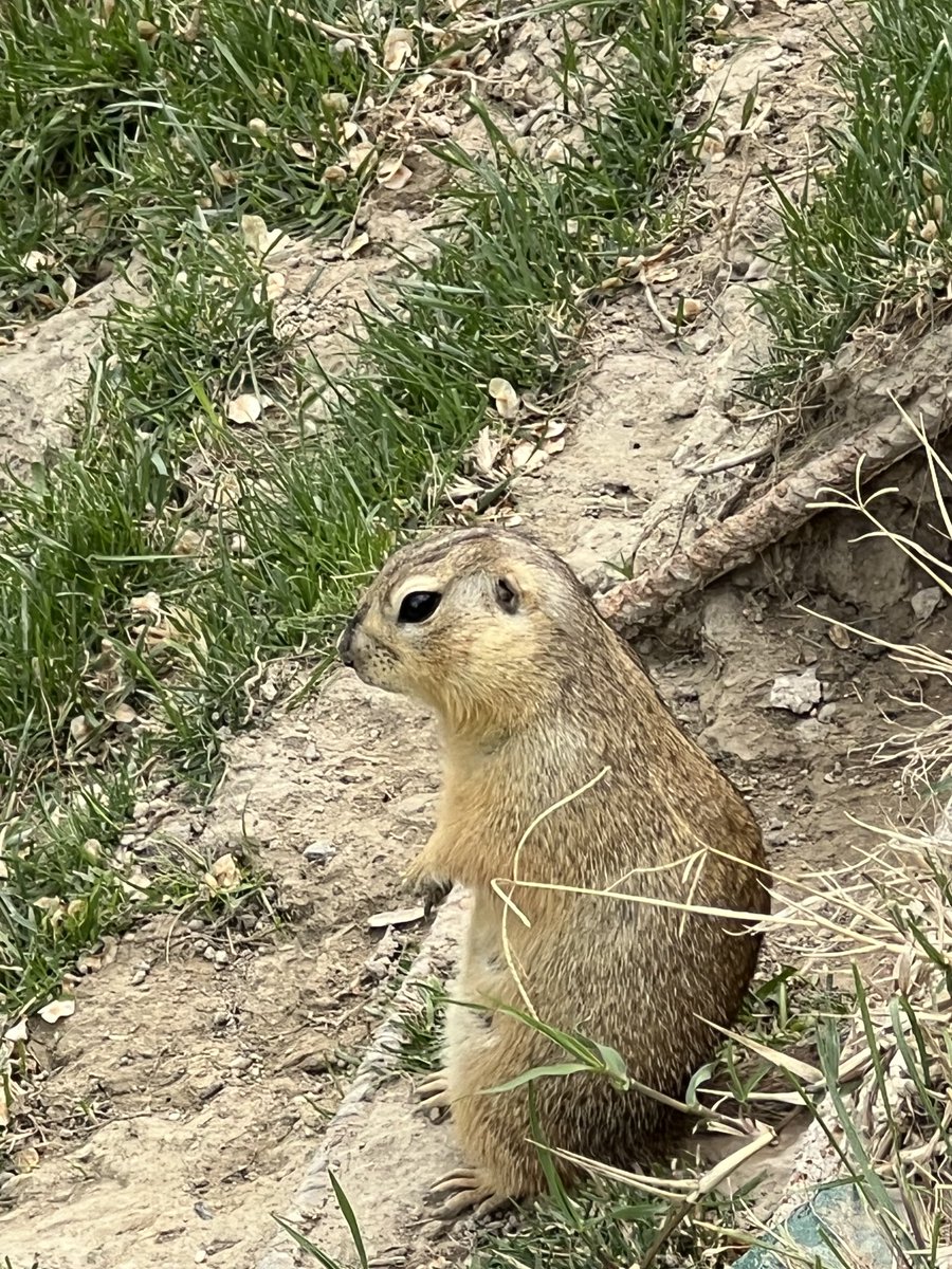 Erdmännchen bei einer Pilgerstätte in Samarkand