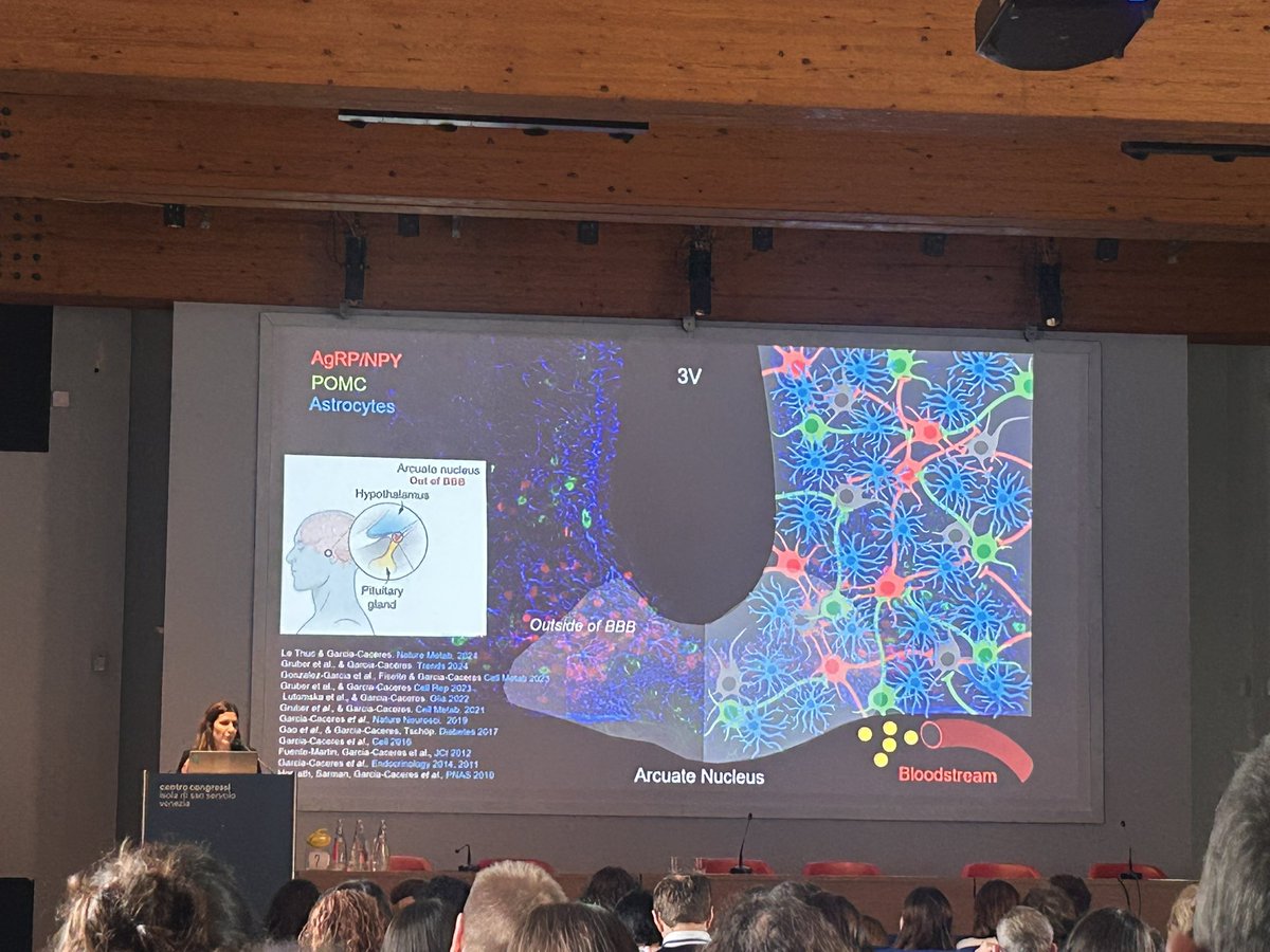Eduardo Zimmer 🦋 (@erzimmer) on Twitter photo Astrocytic control of hunger circuits by the brilliant <a href="/CGarciaCaceres/">Cristina García Cáceres</a> #EMBOastrocytes #hypothalamus Astrocytic control of hunger circuits by the brilliant <a href="/CGarciaCaceres/">Cristina García Cáceres</a> #EMBOastrocytes #hypothalamus