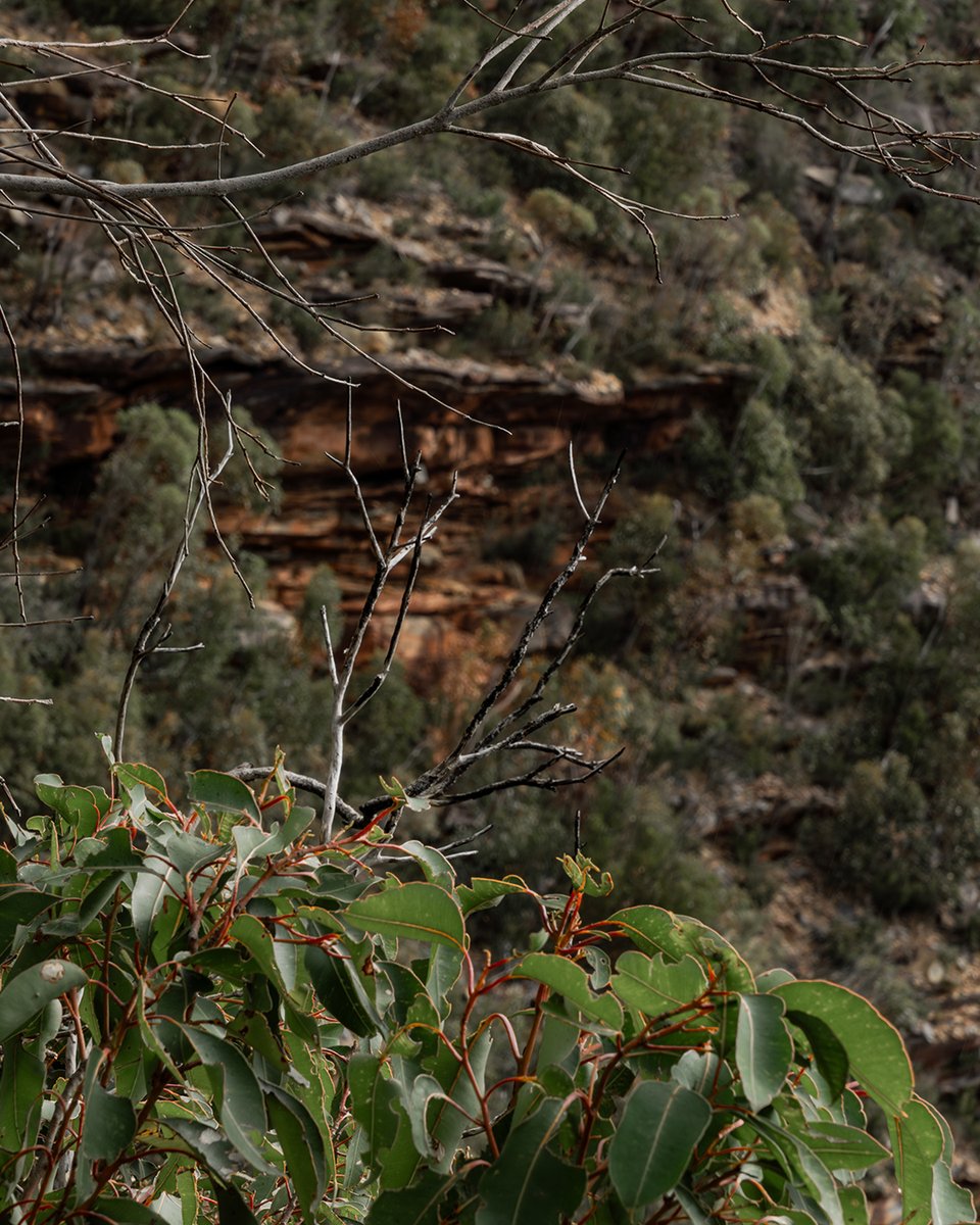 gointerstate's tweet image. Bluff Knoll is 1099 metres above sea level. One minute, you’re basking in the sun, and the next, you’re hiking through thick mist with the wind howling around you. They say pack for all seasons on this hike and they weren&apos;t wrong. ⁠
⁠
What&apos;s your favourite WA hike?