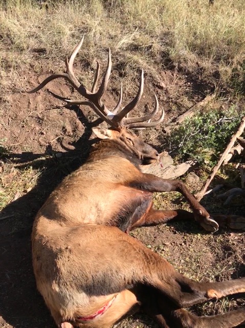 MTN High Hunters on Google: posts.gle/pTqAhp