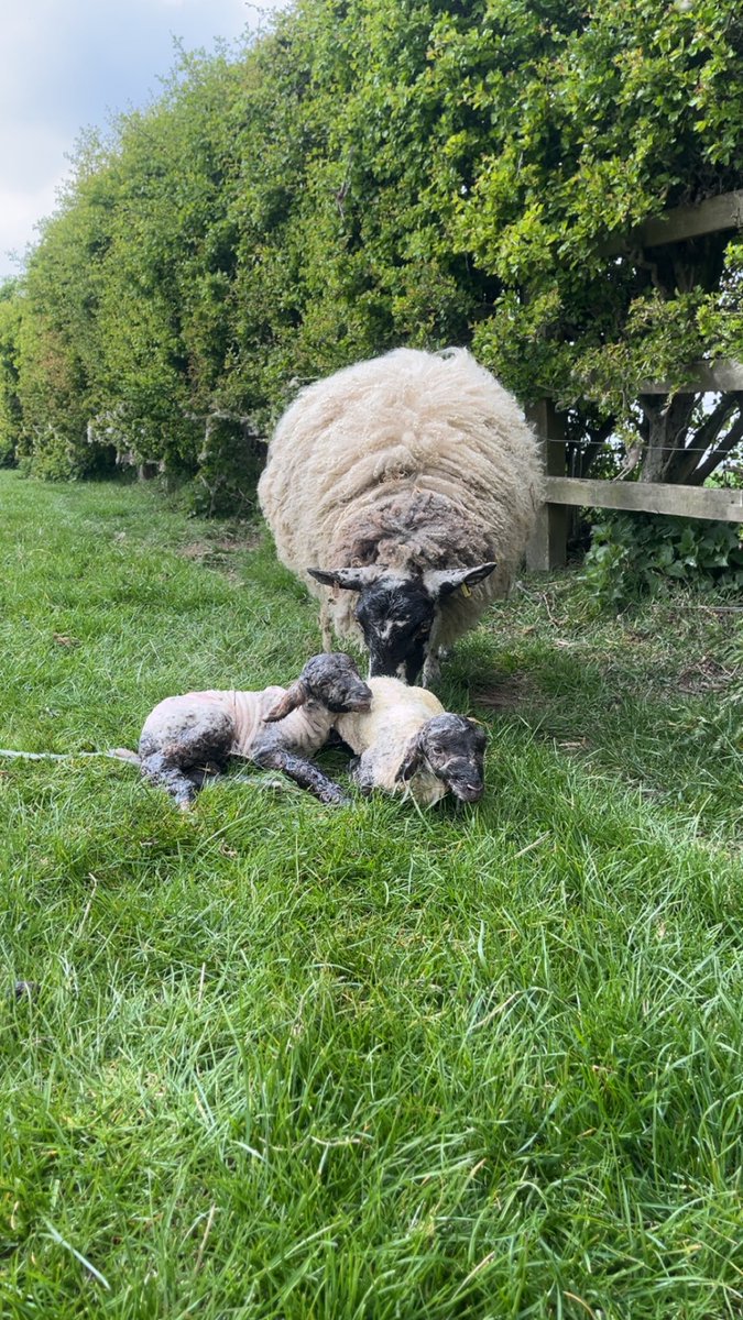 The crops are getting ready for a drink but christ it’s been good for this job #lambing25