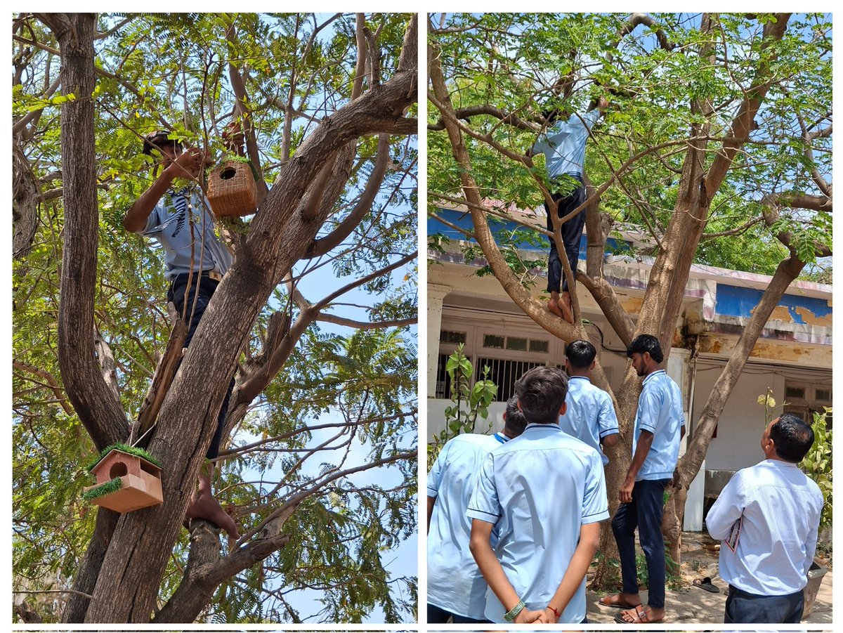 NssGhssDiu's tweet photo. #MYBHARAT #NSS volunteers of GHSS Diu.
Hanging bird nests and water trays to save birds in Summer.
#SaveSparrow
#savelittlecreatures
 under #nssspecialcamp
#yuva
@YASMinistry @_NSSIndia @nssgujarat @PMOIndia  @CollectorD32563
@NSSRDAhmedabad
@DamanPublicity https://t.co/jl6W8ATUPU