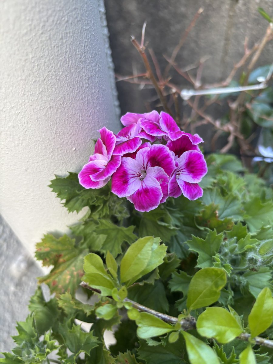 comsokoya's tweet photo. 焼き鳥とウーロンハイで下町の路地の鉢でもテンジクアオイ
#おじさんの休日　#花　#酒　#短歌 https://t.co/CZ3H16teM9