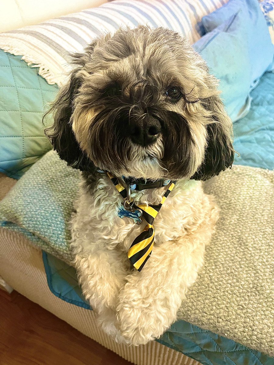 Malcolm_theCat's tweet image. Chums! Baby Dog here! We are getting ready for Easter and this is my new Easter Tie. Do you like it? 
Please hit share for me! 
Mum says we might all have Pet Easter Eggs this year - including the Kittens. Wow!🐣 #dogsofX