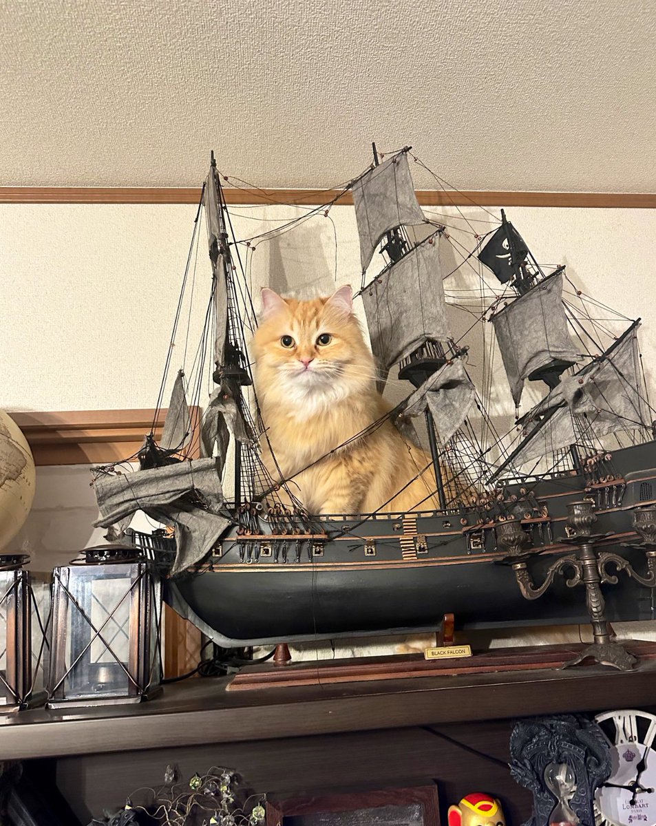 animalkyat's tweet photo. 突然猫がいなくなって必死に探したら海賊王になってた https://t.co/ZW1CX8Nb9H
